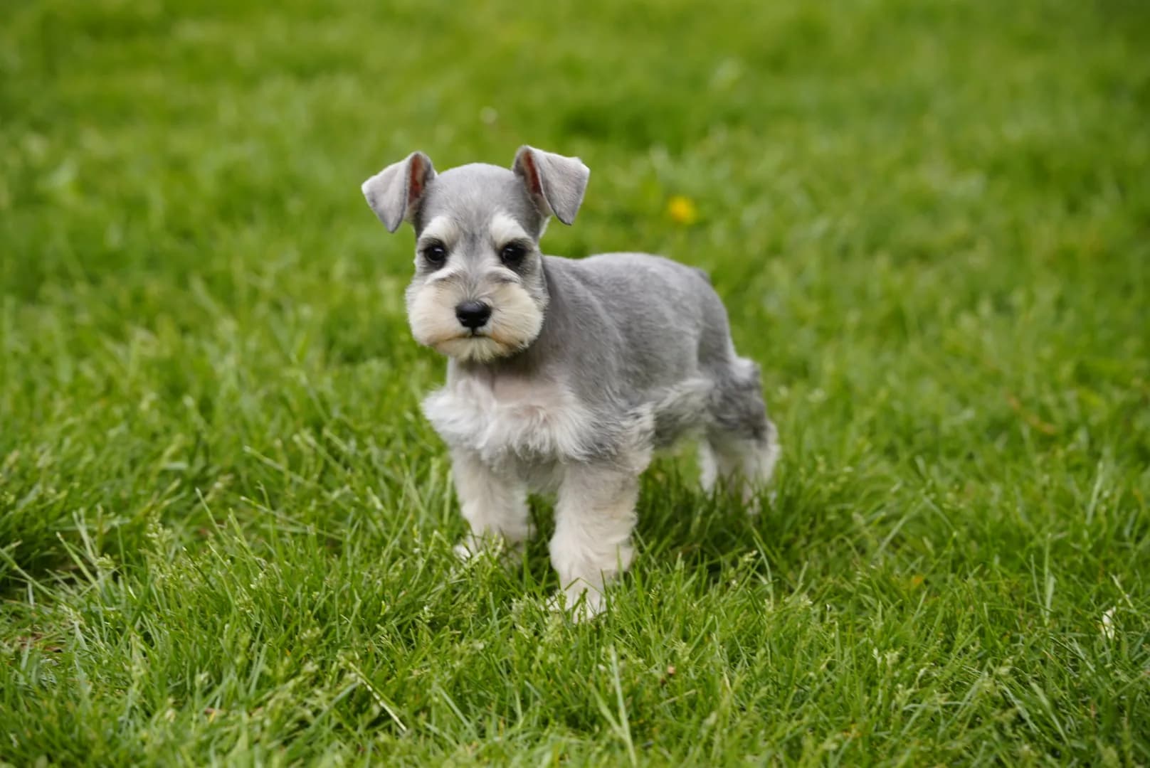 A platinum miniature schnauzer puppy standing in the grass