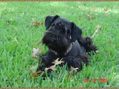 Dakota Missy Prissy Angel