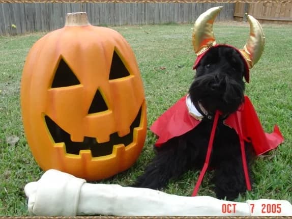 Mandy Brandy Babies 10 6 05 Halloween