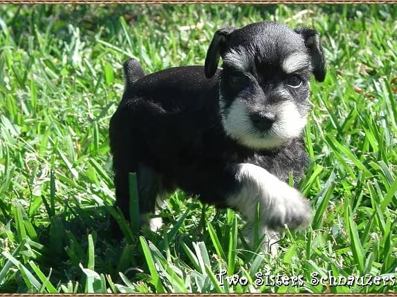 Brandy Lil Boy