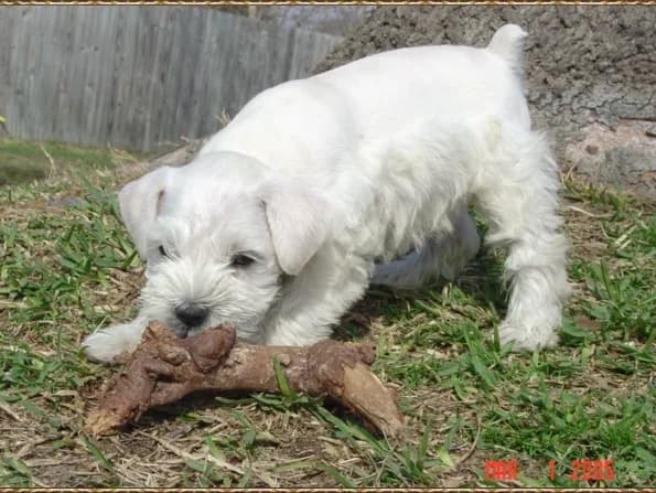 Duncan And Stick