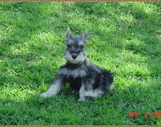 Liberty Sit Looking