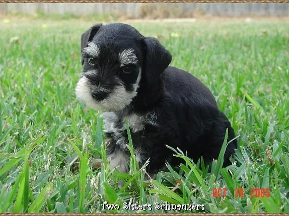 Niki Luke Mikey Sit