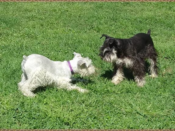 Snowy And Sparky Playing