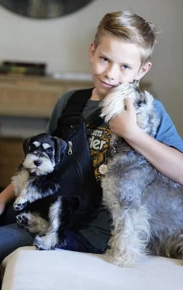 Miniature Schnauzer Puppies- Home Page