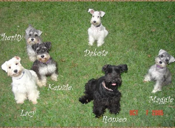Miniature Schnauzer Puppies- Home Page