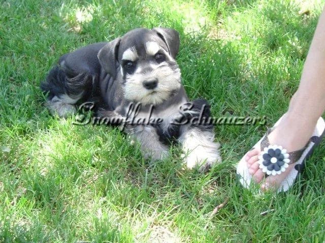 Miniature Schnauzer Puppies- Home Page