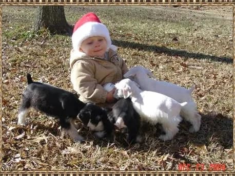 Miniature Schnauzer Puppies- Home Page