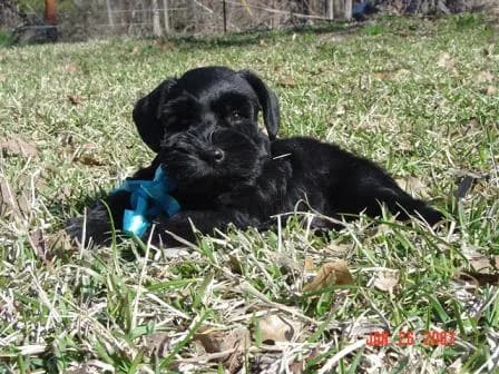 Miniature Schnauzer Puppies- Home Page