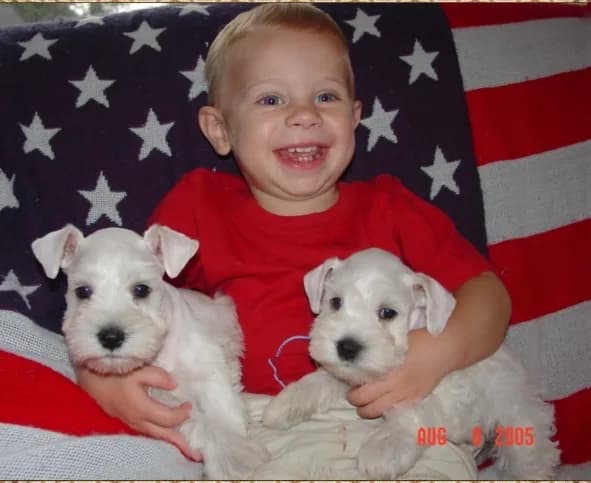 Miniature Schnauzer Puppies- Home Page