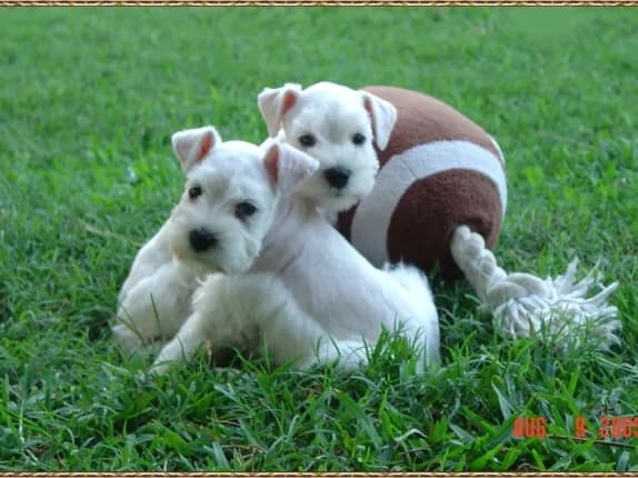 Miniature Schnauzer Puppies- Home Page