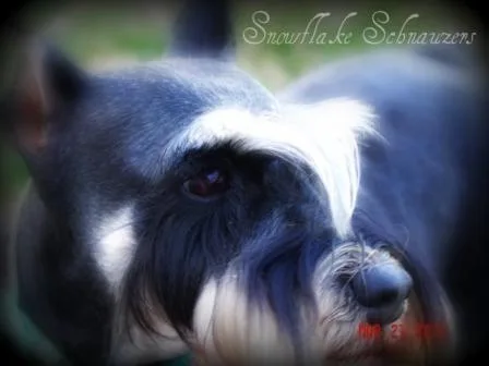 Miniature Schnauzers Our Proud Schnauzer Moms Pages!