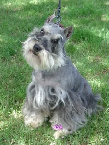 Miniature Schnauzers Our Proud Schnauzer Moms Pages!