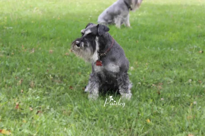 Miniature Schnauzers Our Proud Schnauzer Moms Pages!