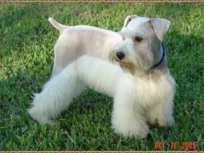 Miniature Schnauzers Our Proud Schnauzer Moms Pages!