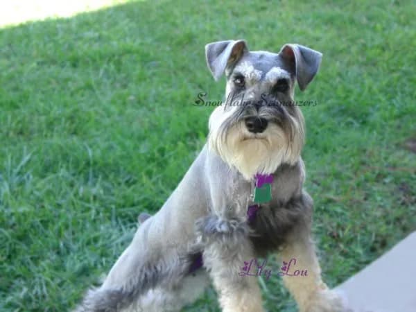 Miniature Schnauzers Our Proud Schnauzer Moms Pages!