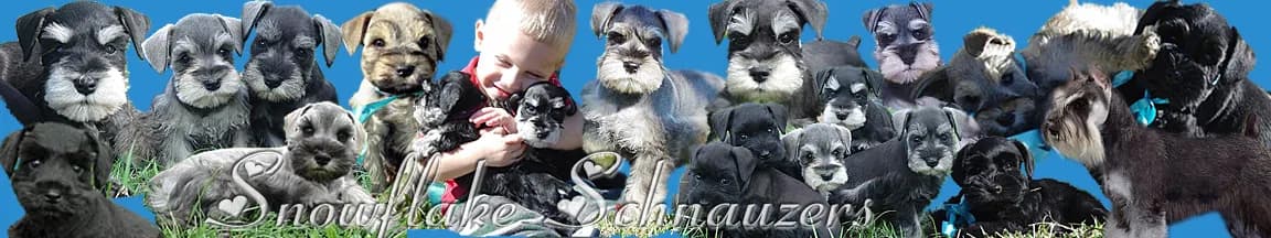 Miniature Schnauzer Puppies- Home Page