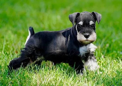 Miniature Schnauzer Puppies- Home Page
