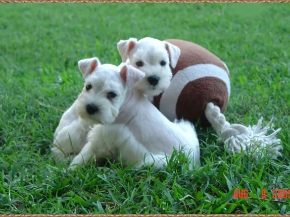 Miniature Schnauzer Puppies- Home Page